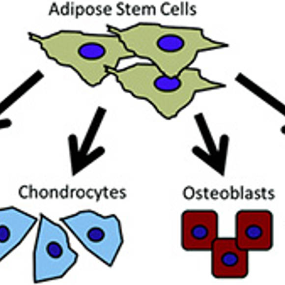 DIagram showing how adipose stem cells differentiate into adipocytes, chondrocytes, osteoblasts and muscle cells